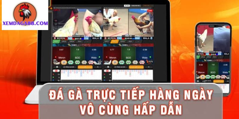 đá gà trực tiếp