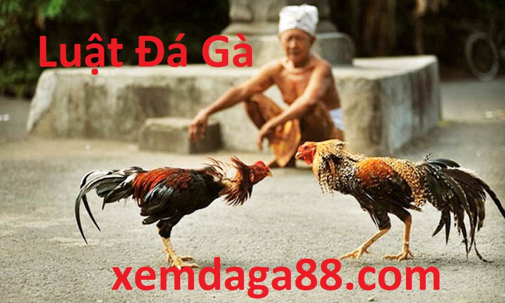 luật đá gà xemdaga88.com