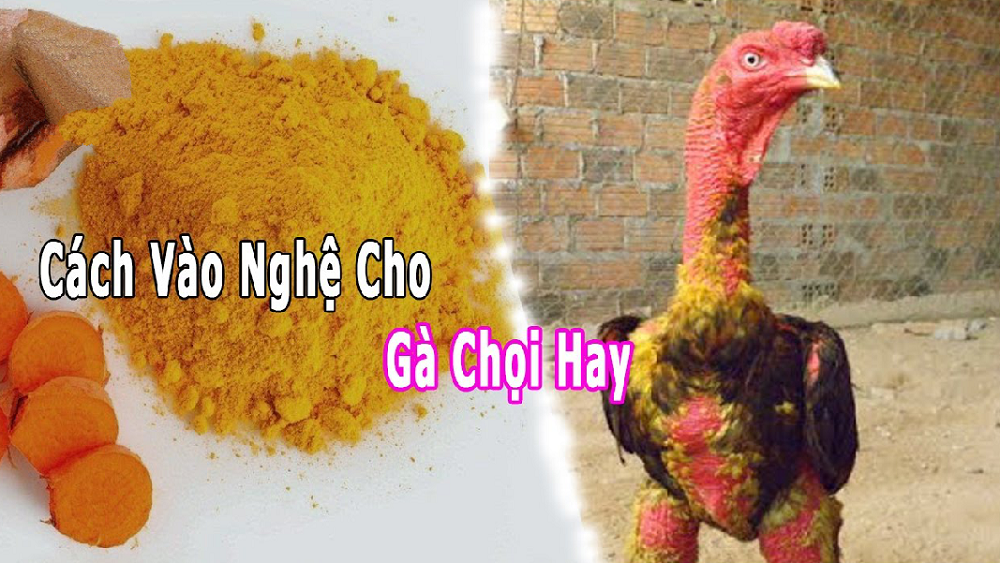 vao nghe cho ga choi 1