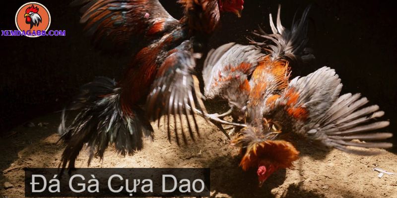 đá gà cựa dao