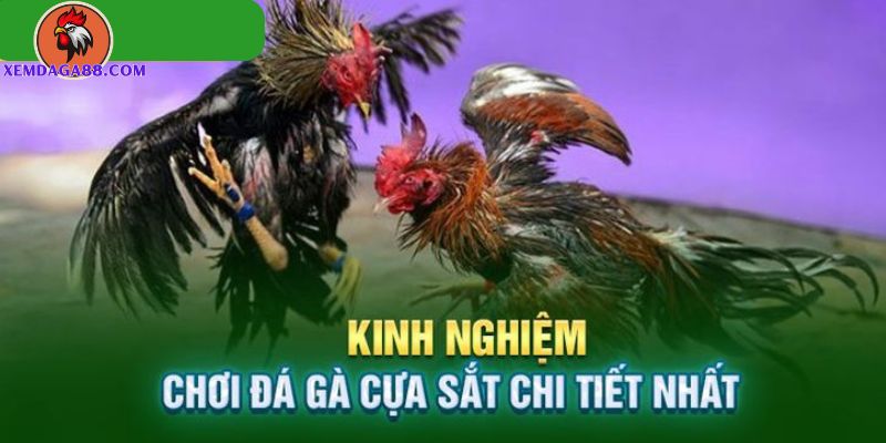 đá gà cựa dao