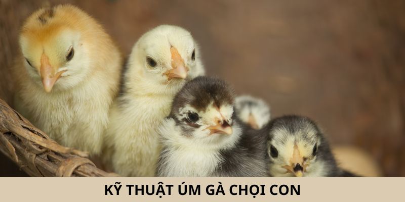 ky-thuat-um-ga-choi-con