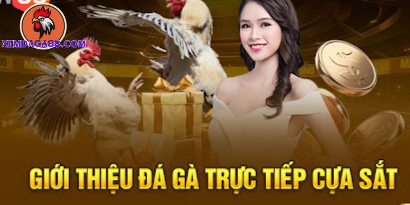 đá gà cựa sắt