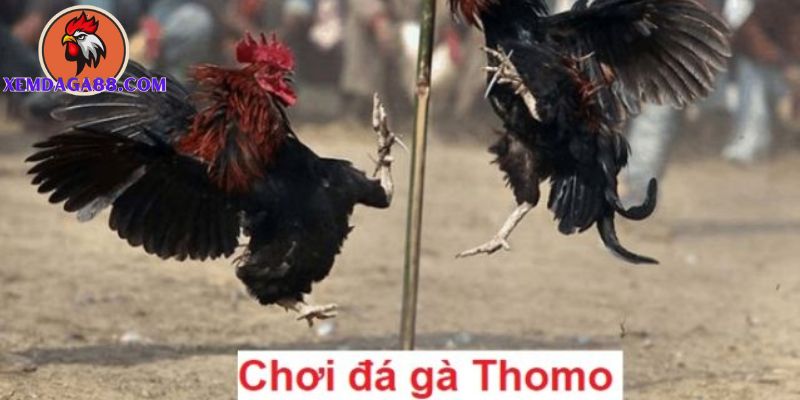 đá gà Thomo