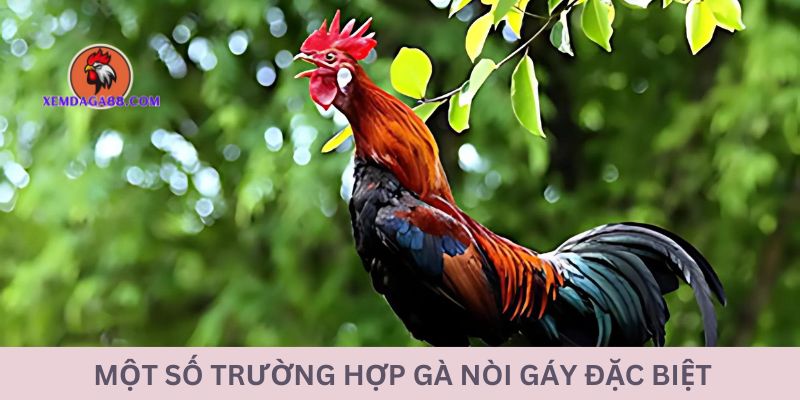 dac-biet-nhan-dien-ga-noi-qua-tieng-gay