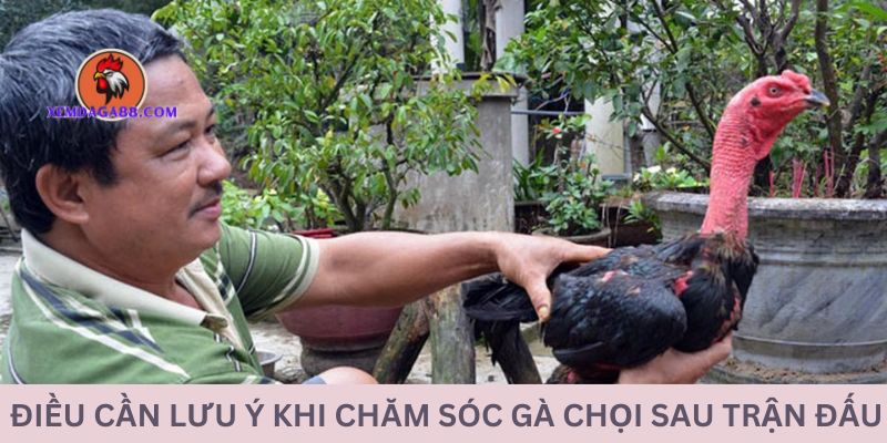 luu-y-cham-soc-ga-choi-sau-tran-dau