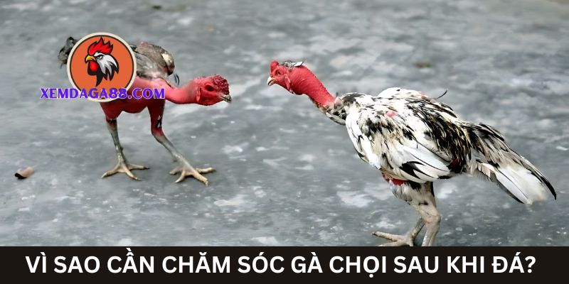 vi-sao-cham-soc-ga-choi-sau-khi-da