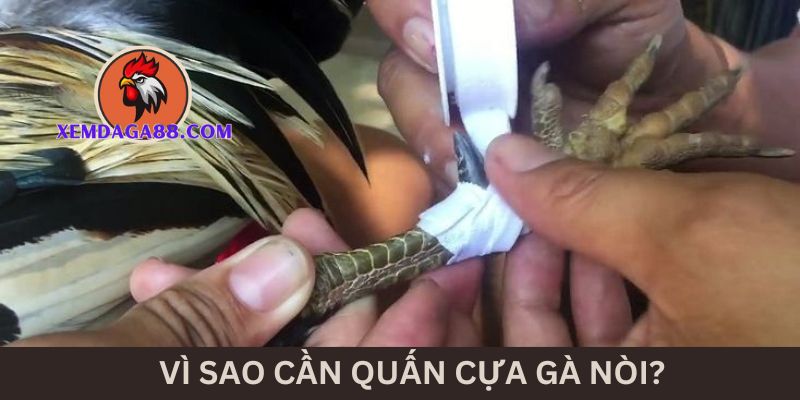 vi-sao-quan-cua-ga-noi